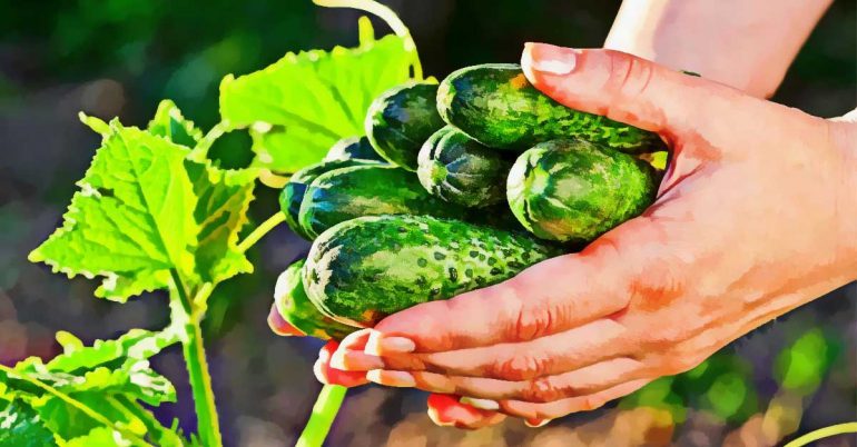 7 Science-Backed Benefits Of Cucumber For Your Skin